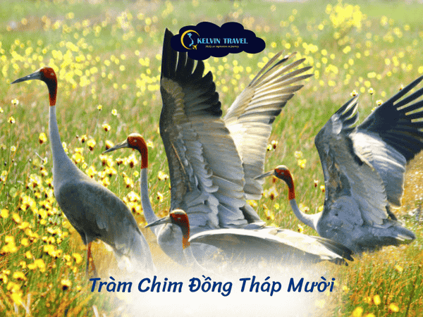 Trải Nghiệm Sinh Thái Độc Đáo tại Tràm Chim, Đồng Tháp Mười