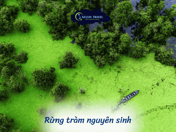 Trải Nghiệm Sinh Thái Độc Đáo tại Tràm Chim, Đồng Tháp Mười