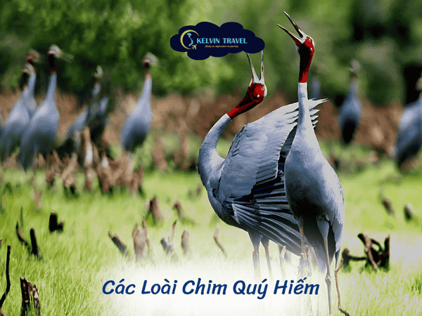 Trải Nghiệm Sinh Thái Độc Đáo tại Tràm Chim, Đồng Tháp Mười